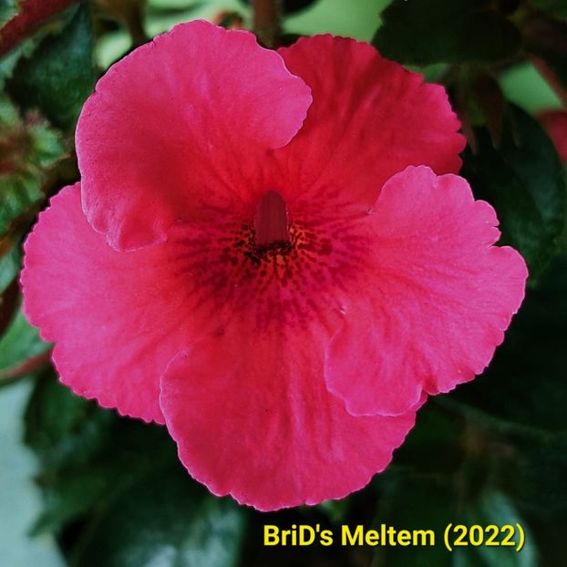 IMG-2022.05.26 - Achi din semințe BriDs 2022