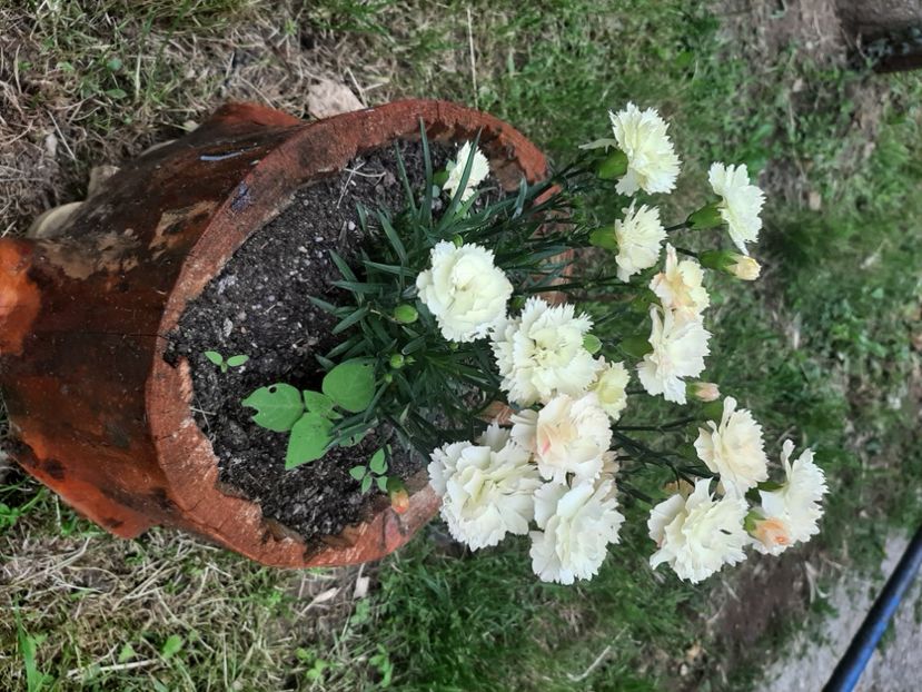  - La servici în iunie 2022