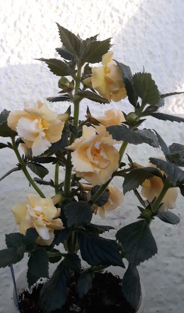  - 0001 2022 - BriD s LIMONELLA