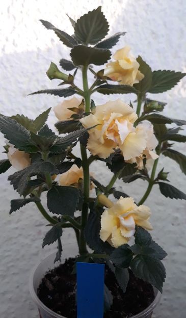  - 0001 2022 - BriD s LIMONELLA