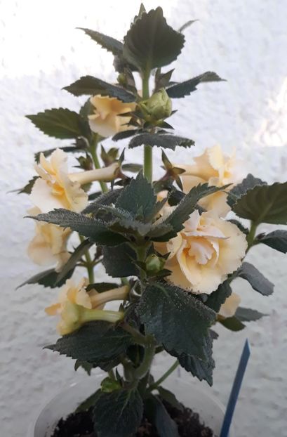  - 0001 2022 - BriD s LIMONELLA