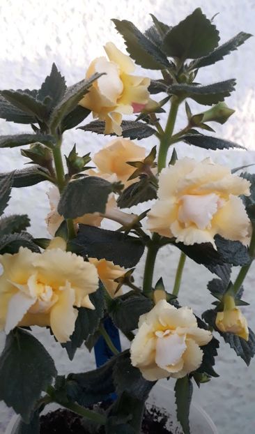  - 0001 2022 - BriD s LIMONELLA