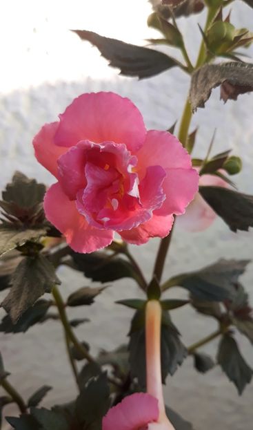  - 0001 2022 - BriD s Susanne