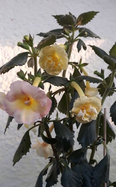  - 0001 2022 - Yellow English Rose