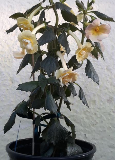  - 0001 2022 - Yellow English Rose