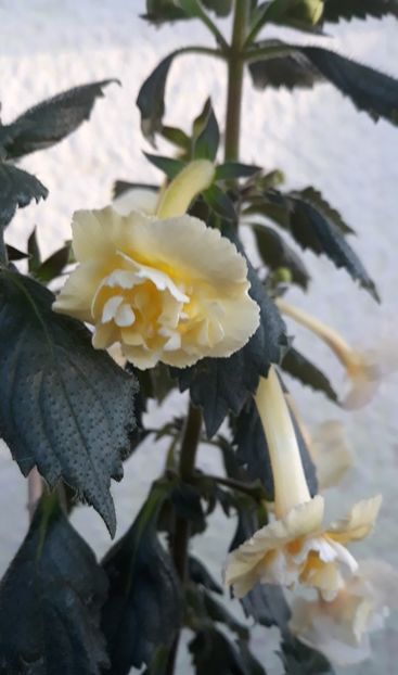  - 0001 2022 - Yellow English Rose