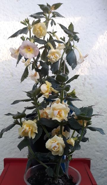...cu BriD s Limonella (jos)... - 0001 2022 - Yellow English Rose