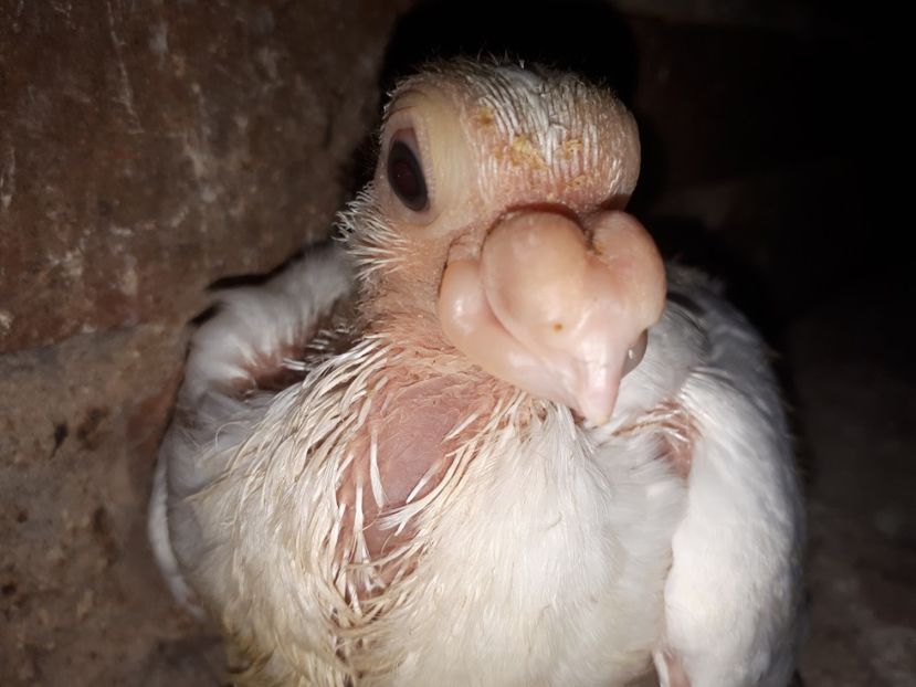  - L 3 _ tineret 2022