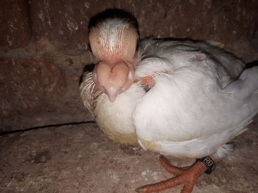  - L 3 _ tineret 2022