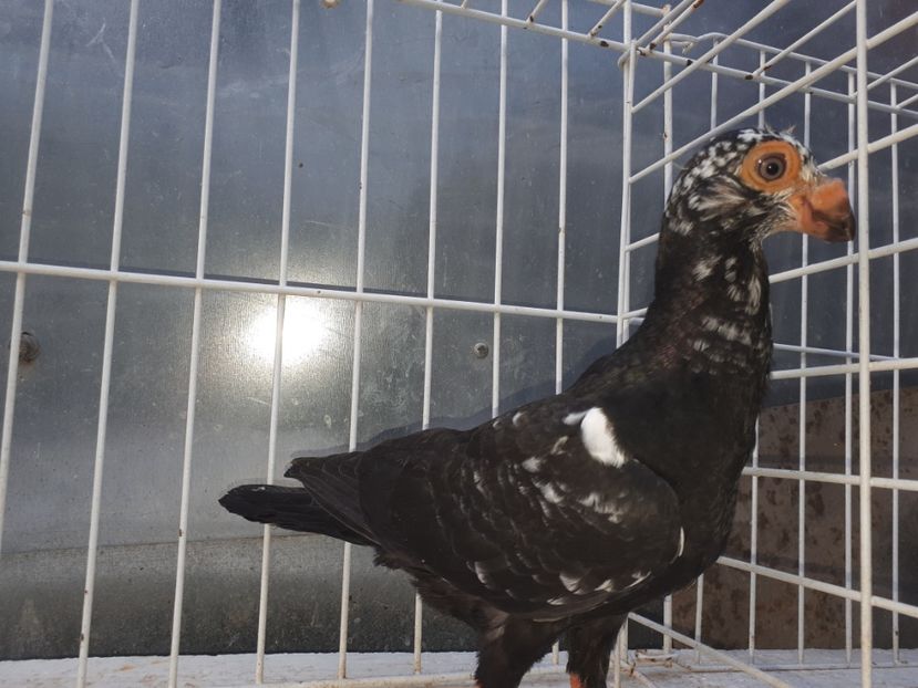  - L 3 _ tineret 2022