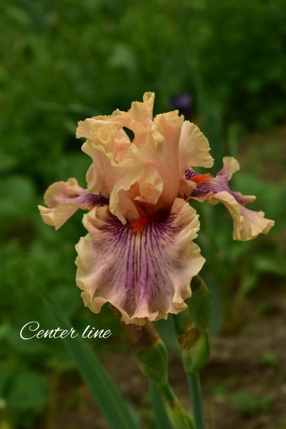 AddText_06-03-04.49.29 - Iriși 2