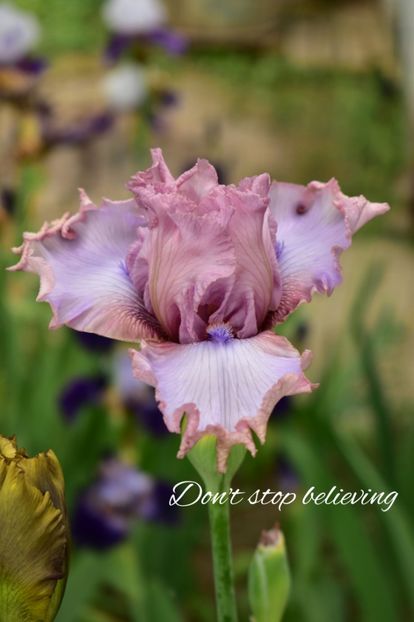 AddText_06-03-04.48.27 - Iriși 2