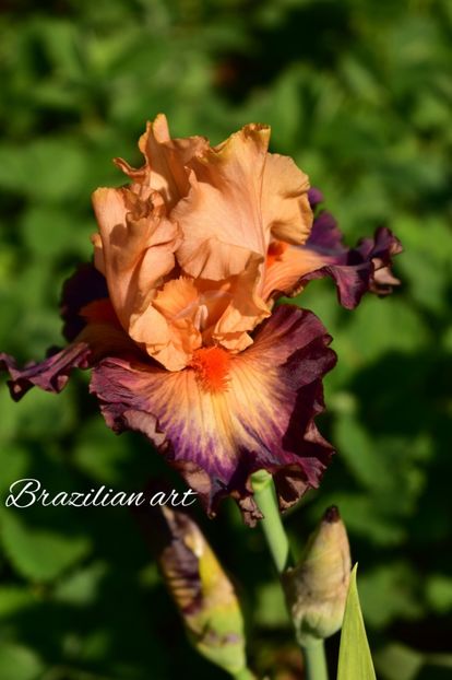 AddText_06-03-04.45.05 - Iriși 2