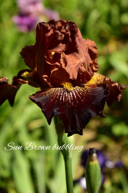 AddText_06-03-04.42.29 - Iriși 2