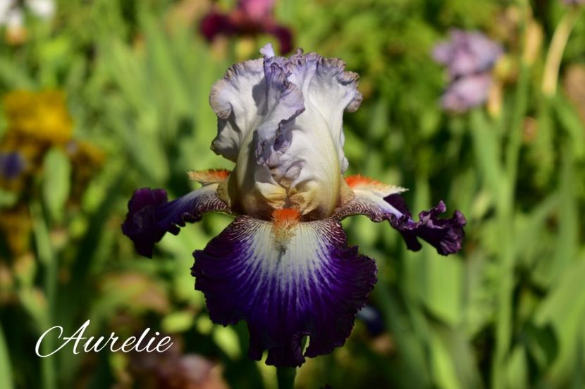 AddText_06-02-09.58.32 - Iriși 2