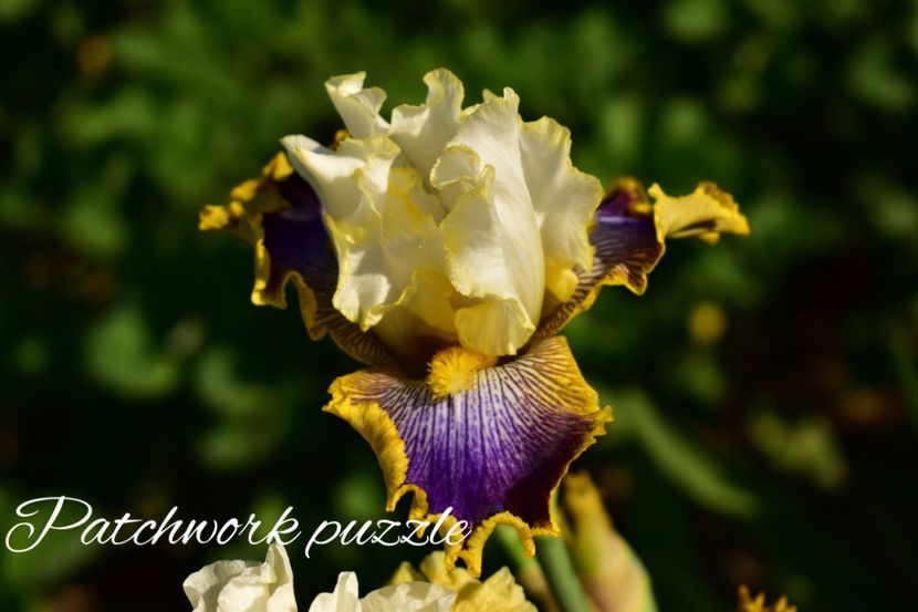 AddText_06-02-09.44.39 - Iriși 2