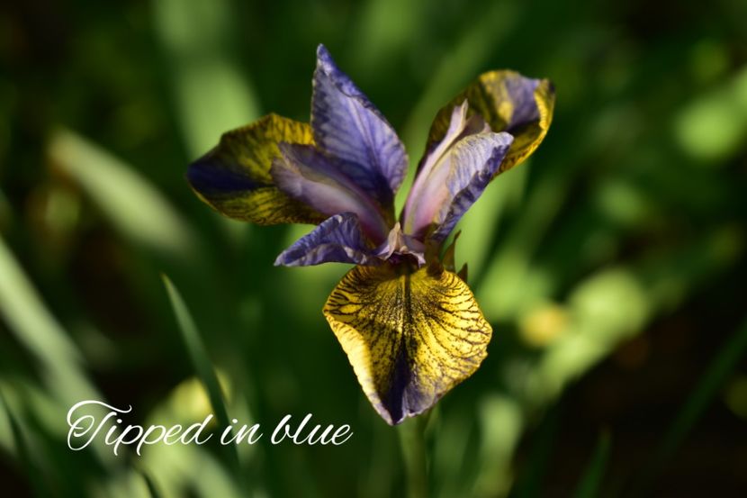 AddText_06-02-09.36.43 - Iriși 2