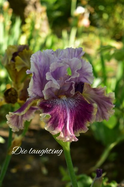 AddText_06-02-09.35.45 - Iriși 2