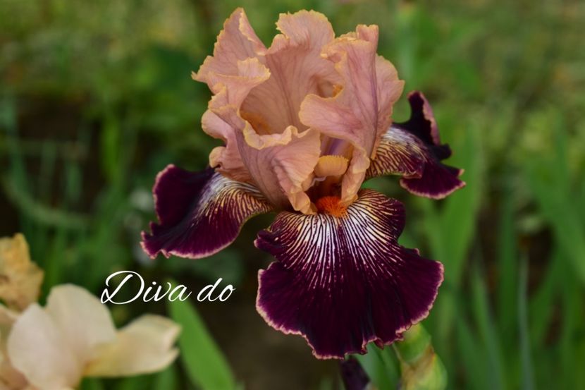 AddText_05-31-04.30.30 - Iriși 2