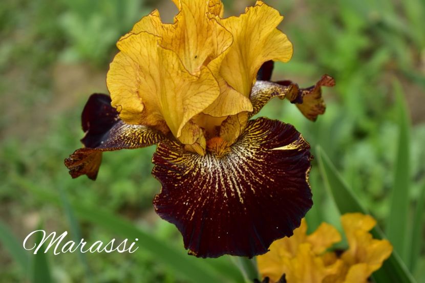 AddText_05-31-04.29.16 - Iriși 2