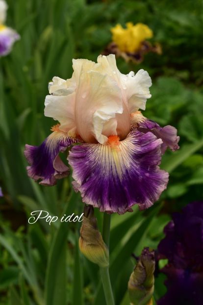 AddText_05-30-09.14.57 - Iriși 2