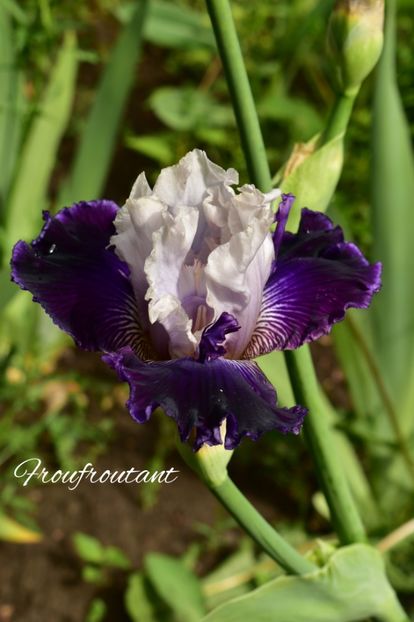 AddText_05-30-09.13.06 - Iriși 2