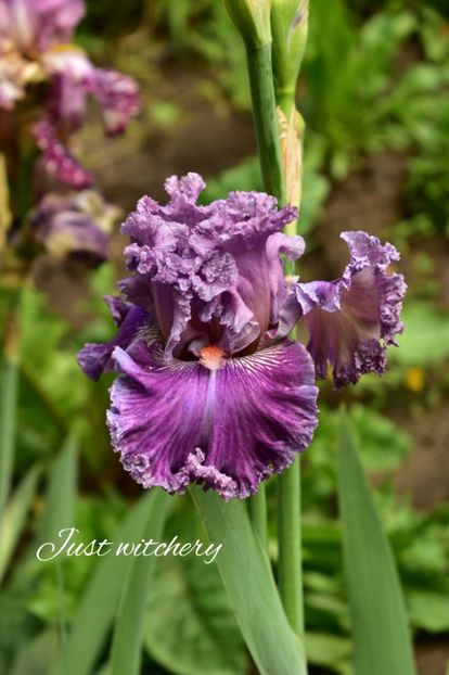 AddText_05-30-09.07.18 - Iriși 2