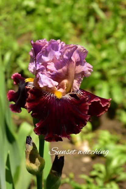 AddText_05-30-08.44.10 - Iriși 2