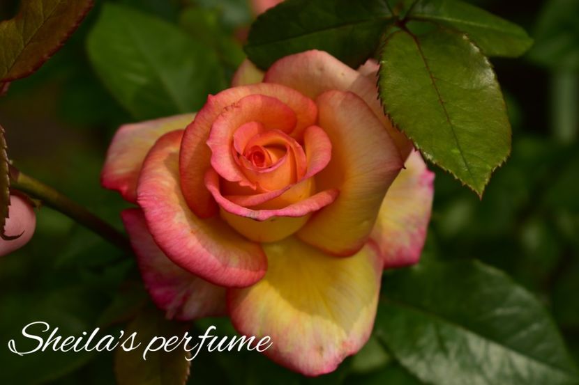 AddText_06-07-09.02.35 - Trandafiri 2022