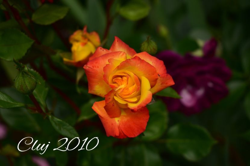 AddText_06-07-08.54.49 - Trandafiri 2022