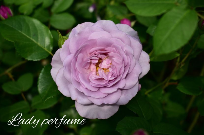 AddText_06-07-08.51.48 - Trandafiri 2022