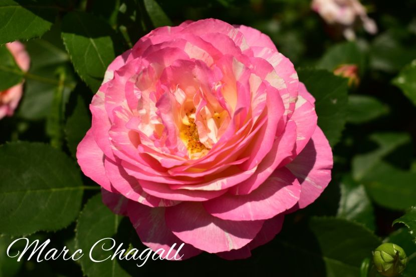 AddText_06-07-08.49.24 - Trandafiri 2022