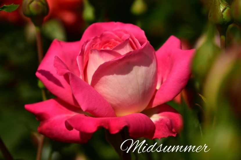 AddText_06-07-08.46.42 - Trandafiri 2022