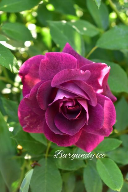 AddText_06-02-09.42.41 - Trandafiri 2022