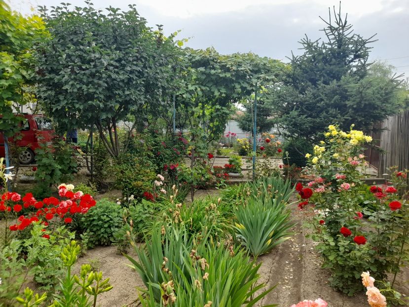  - 01 De prin curte si gradina