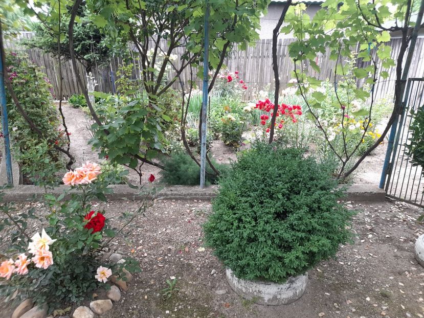  - 01 De prin curte si gradina
