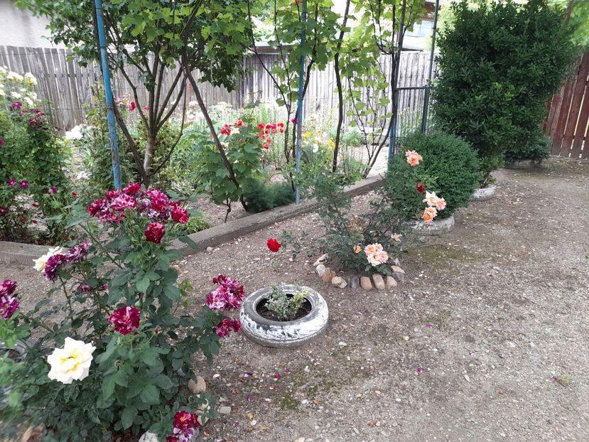  - 01 De prin curte si gradina