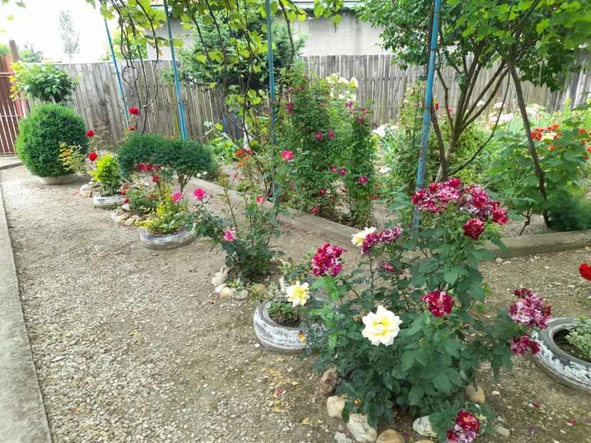  - 01 De prin curte si gradina