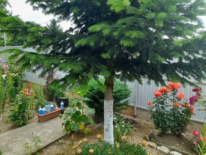  - 01 De prin curte si gradina