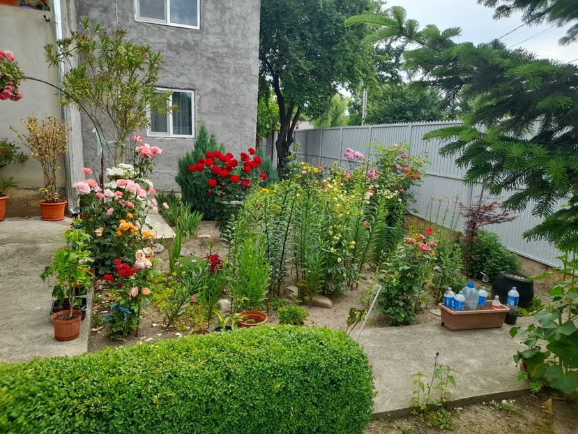  - 01 De prin curte si gradina
