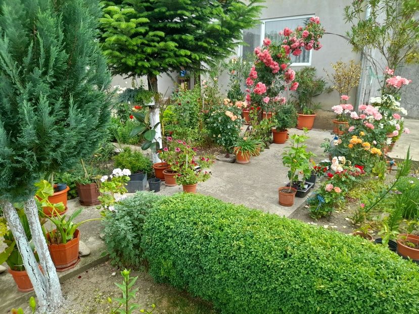  - 01 De prin curte si gradina