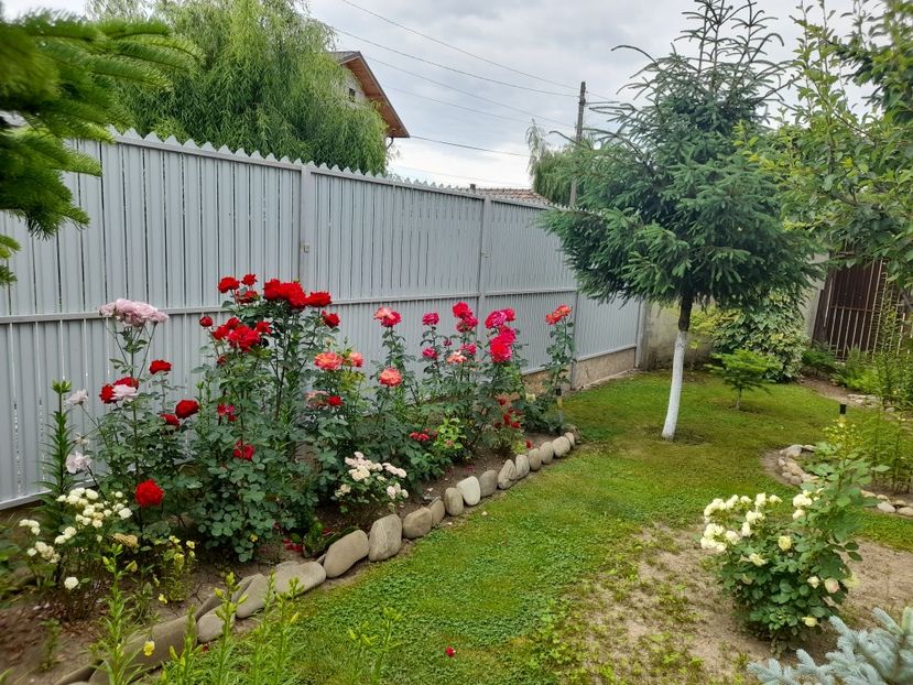  - 01 De prin curte si gradina