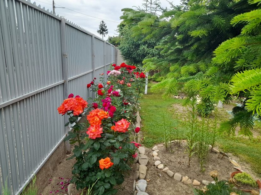  - 01 De prin curte si gradina