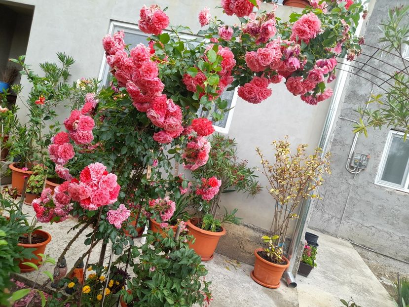  - 01 De prin curte si gradina