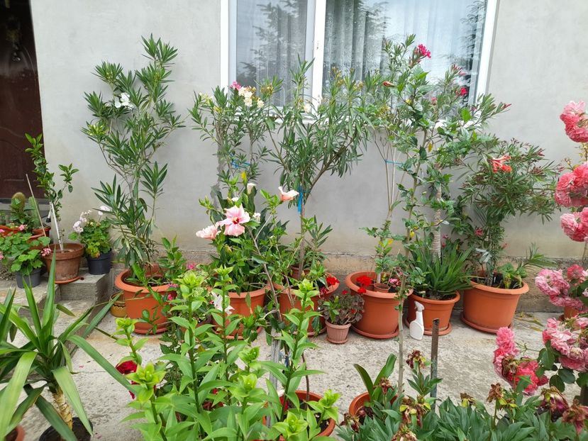  - 01 De prin curte si gradina