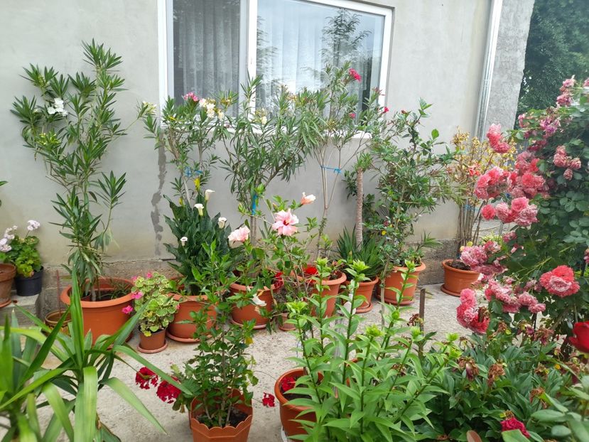  - 01 De prin curte si gradina