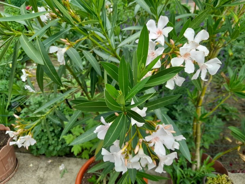 - 01 De prin curte si gradina