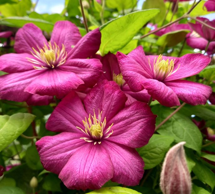  - Sub tutela soarelui