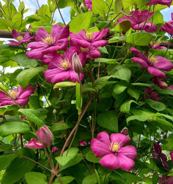  - Sub tutela soarelui