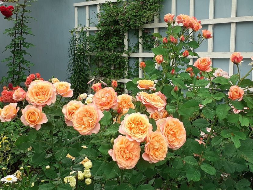  - La Villa Cotta 2021_ 2022